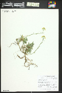 Image of Alyssum idaeum