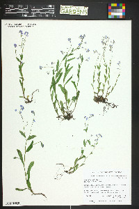 Myosotis sylvatica image