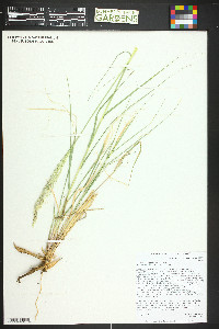 Calamovilfa longifolia image