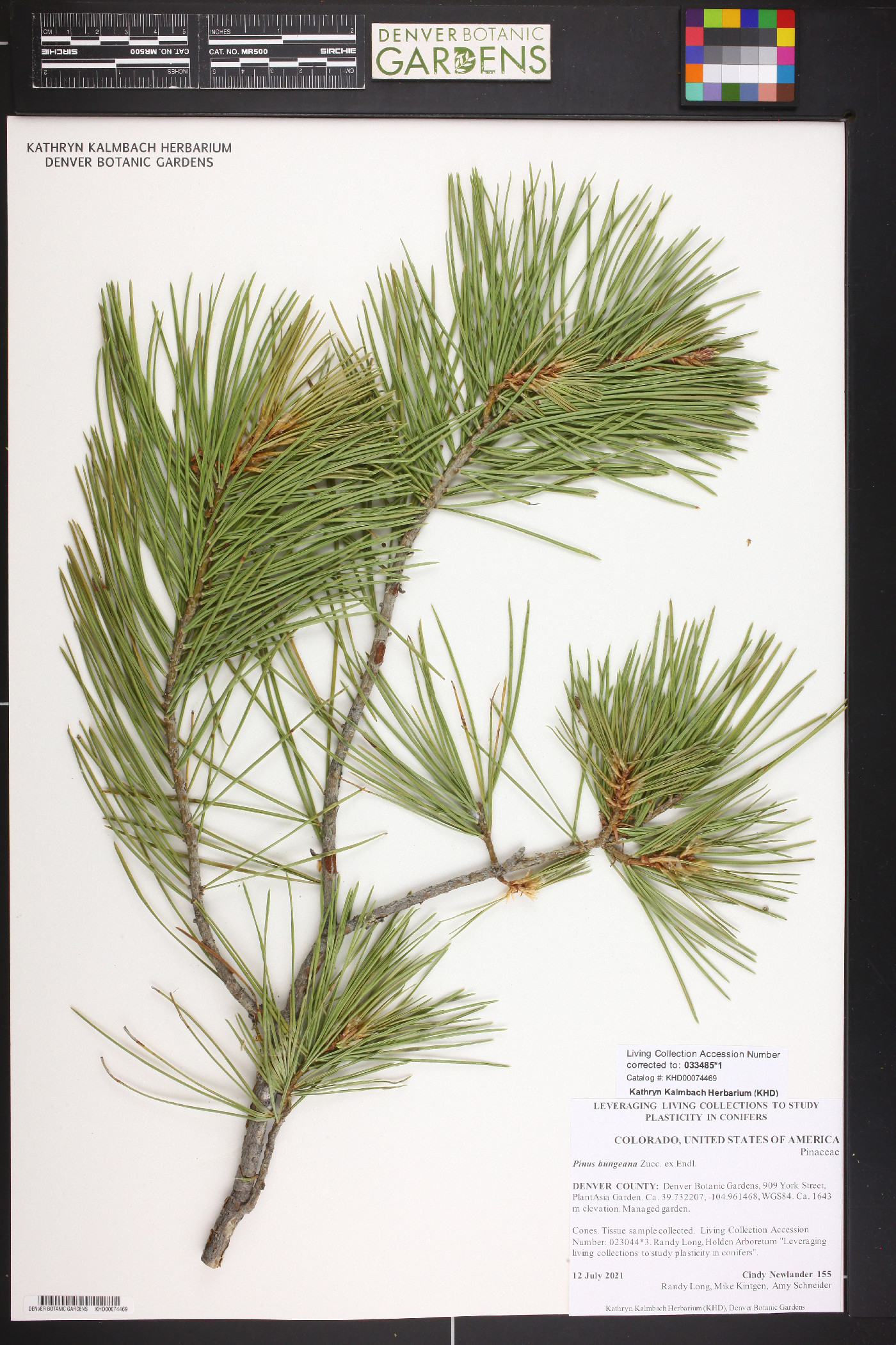 Pinus bungeana image