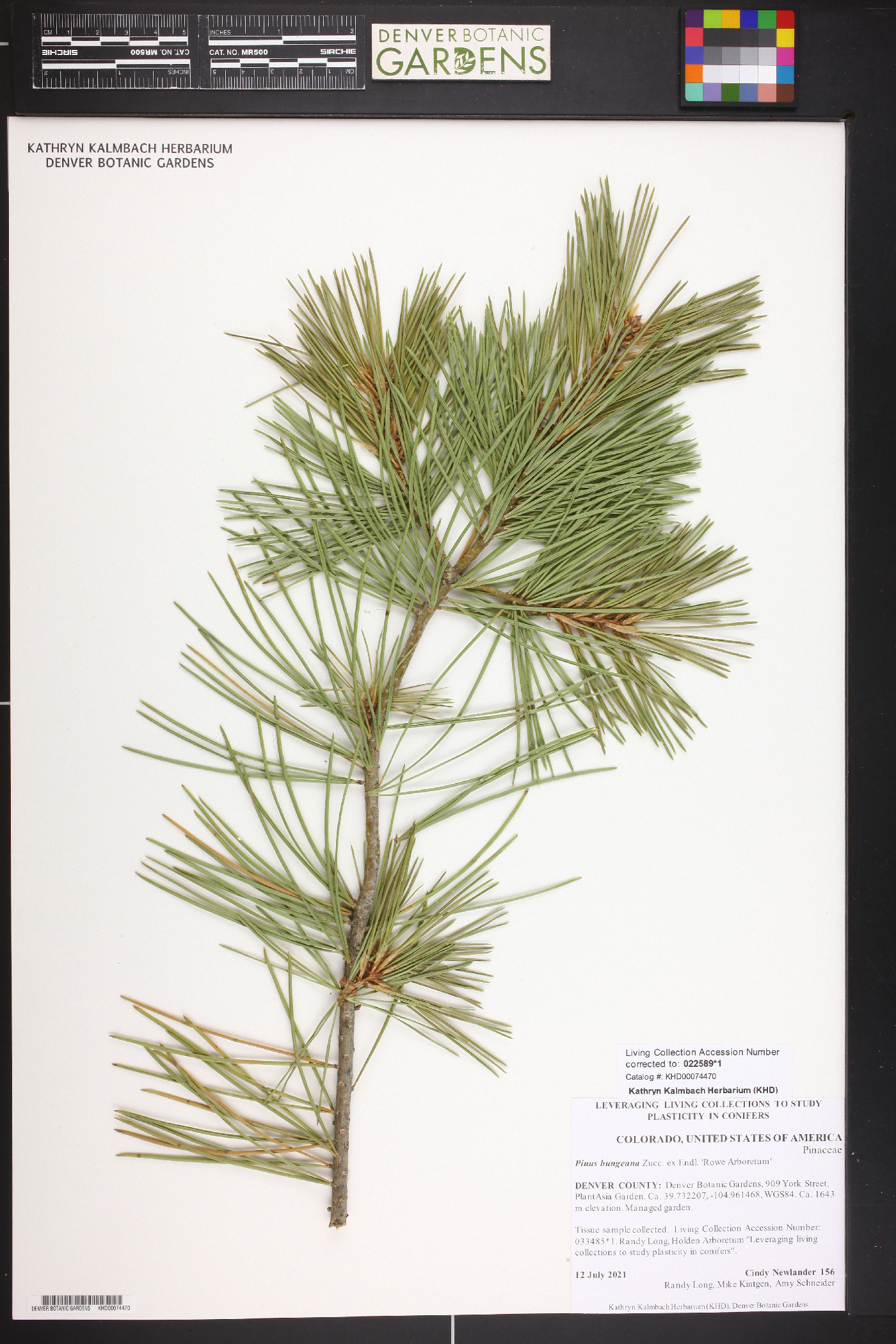 Pinus bungeana image