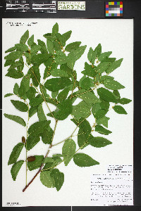 Ziziphus jujuba image