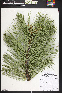 Pinus nigra image