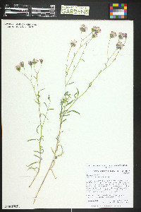 Palafoxia rosea image