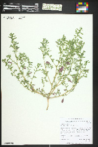 Amaranthus albus image