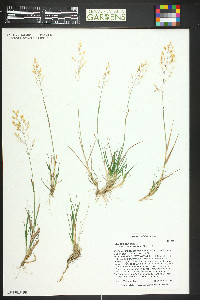 Agrostis capillaris image