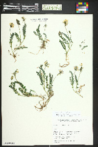 Astragalus alpinus image