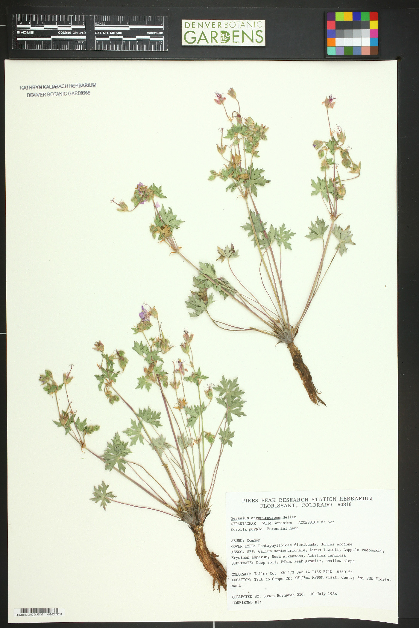 Geranium atropurpureum image