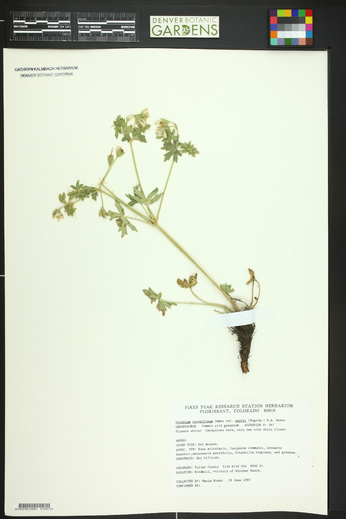 Geranium caespitosum var. parryi image