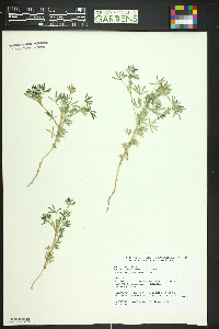 Lupinus kingii image