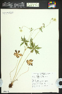 Geranium richardsonii image