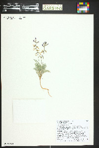 Astragalus desperatus var. neeseae image