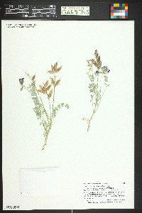 Astragalus missouriensis image