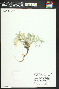 Astragalus purshii image