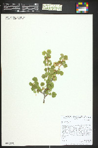 Ribes cereum image