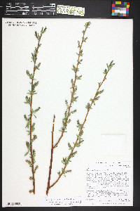 Salix ligulifolia image