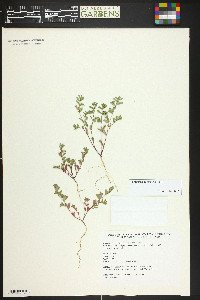 Euphorbia serpillifolia image