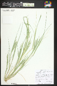 Diplachne fusca subsp. fascicularis image