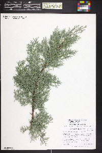 Cupressus arizonica var. montana image