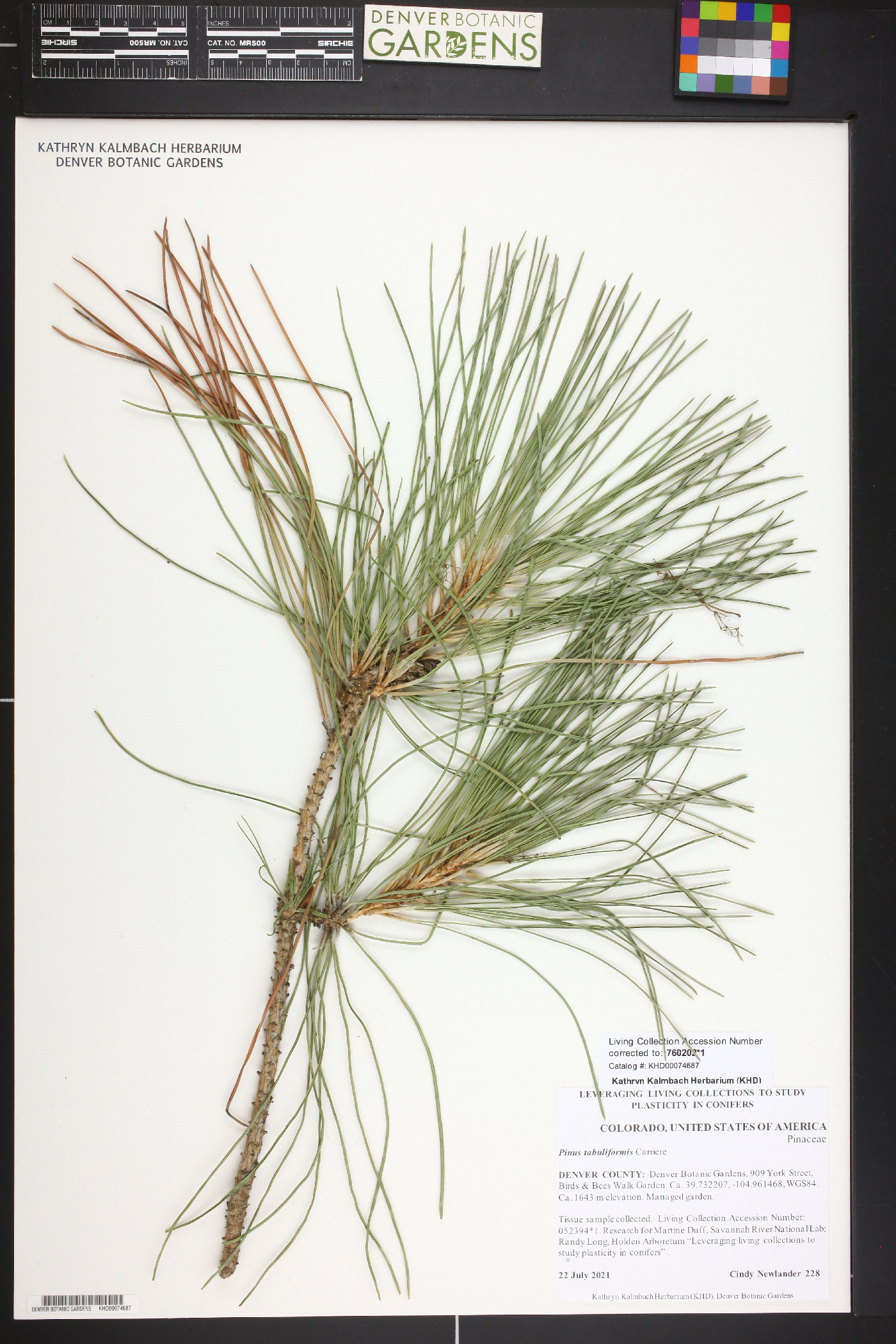 Pinus tabuliformis image