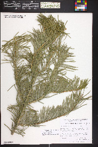 Abies concolor image