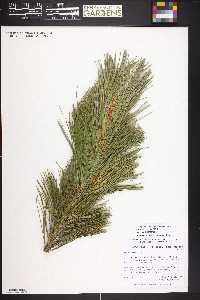 Pinus cembra image