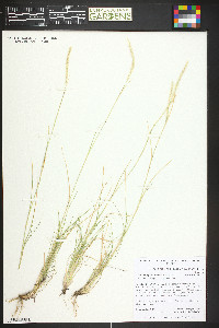 Lycurus setosus image