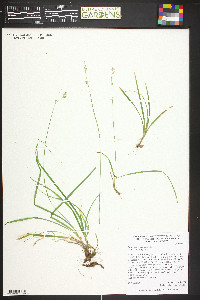 Carex deweyana image