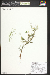 Rorippa sphaerocarpa image