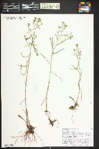 Symphyotrichum falcatum image