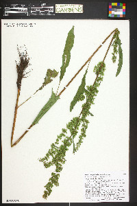 Rumex triangulivalvis image