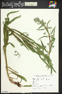 Hackelia floribunda image