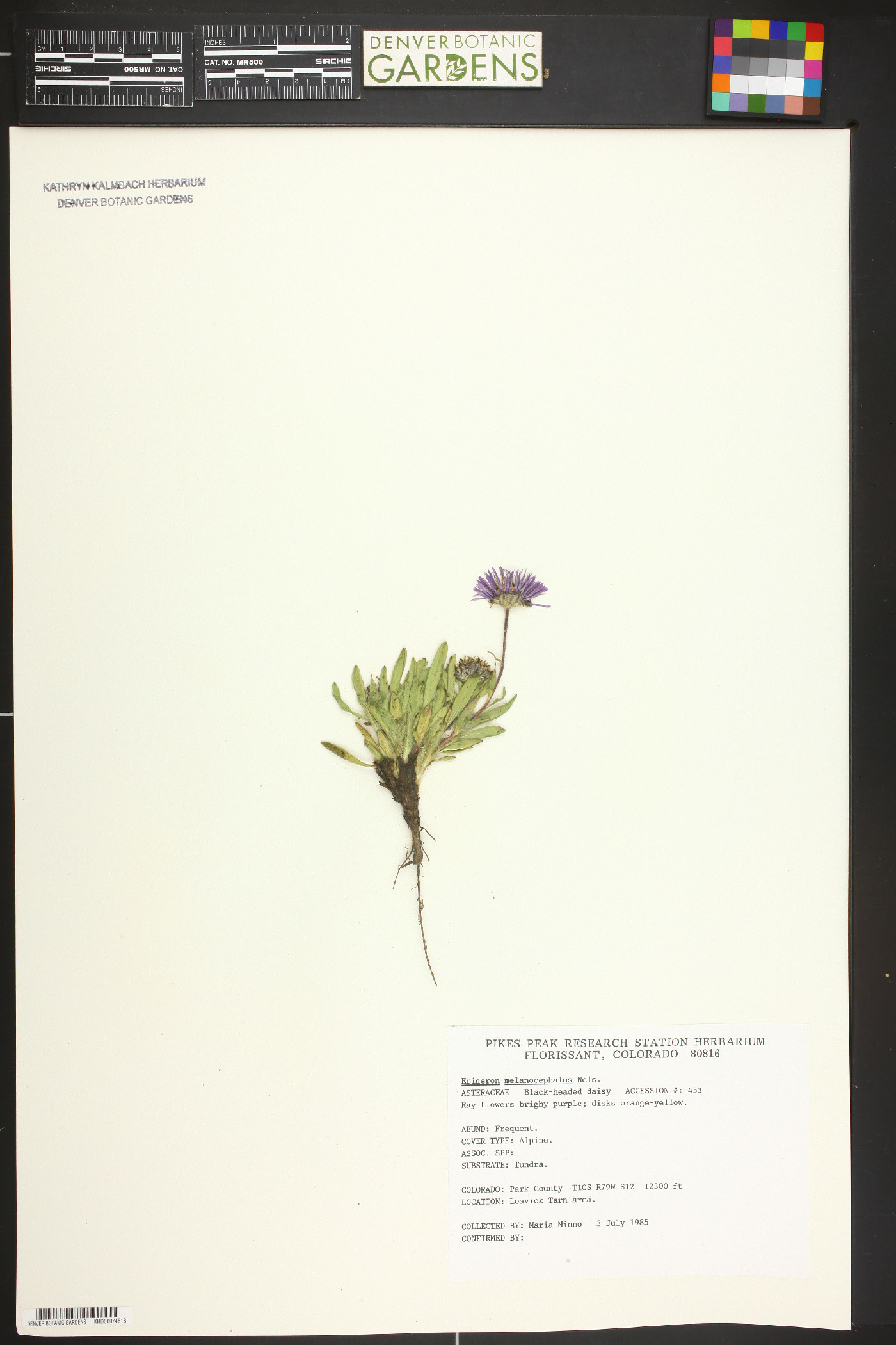 Erigeron melanocephalus image