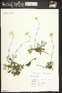 Antennaria neglecta image