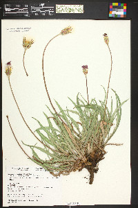 Agoseris aurantiaca image