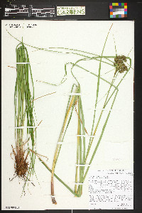 Scirpus microcarpus image