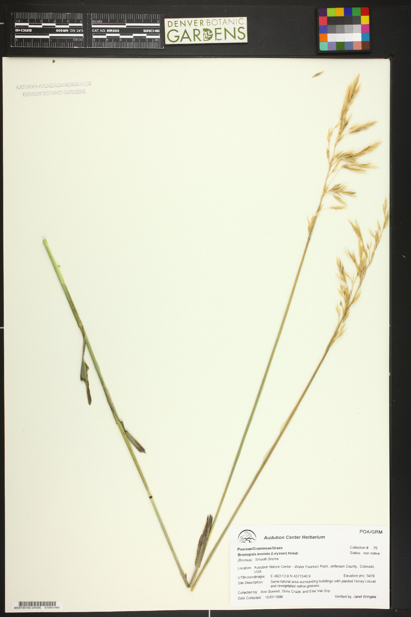 Bromus inermis var. inermis image