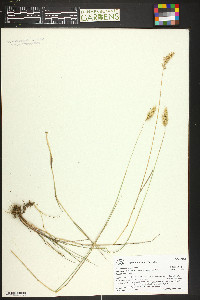 Agropyron cristatum image
