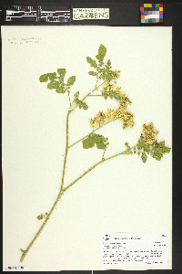 Solanum rostratum image