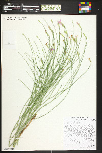 Lygodesmia juncea image