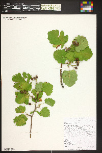 Crataegus mollis image