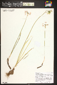 Allium cernuum image