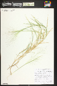 Muhlenbergia asperifolia image