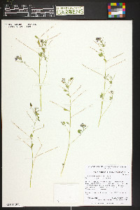 Pediomelum tenuiflorum image