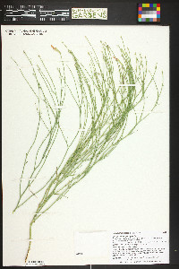 Lygodesmia juncea image