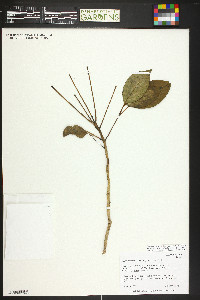 Cheirodendron trigynum image