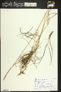 Leymus cinereus image