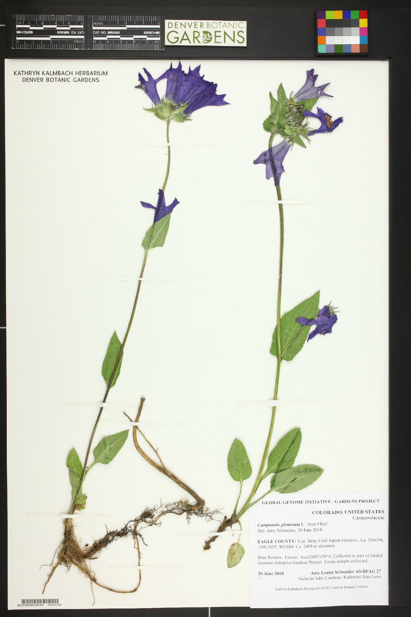 Campanula glomerata image