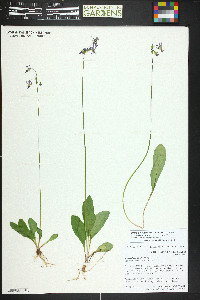 Primula pauciflora image