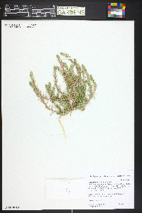 Corispermum navicula image